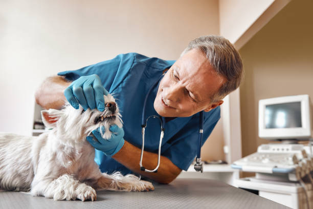 Best Broken or Chipped Tooth Repair in Union City, PA